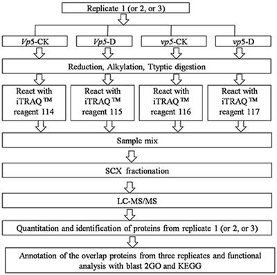Quantitative Proteomic Analyses Identify ABA-Related Proteins and Signal Pathways in Maize Leaves under Drought Conditions